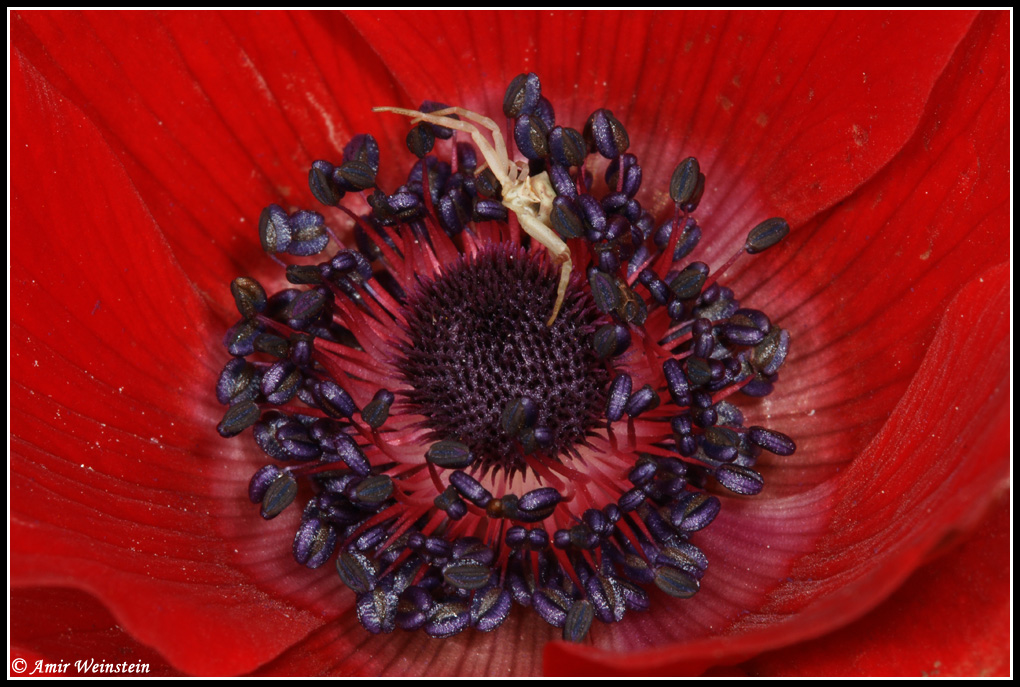 Araneae d''Israele (Thomisus onustus)